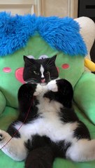 Confused Behavior of Cat