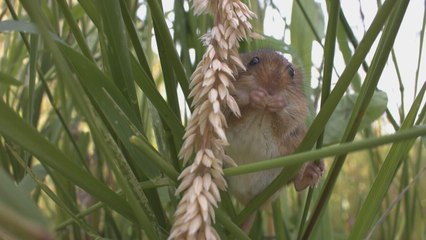 Aélia, la souris des moissons