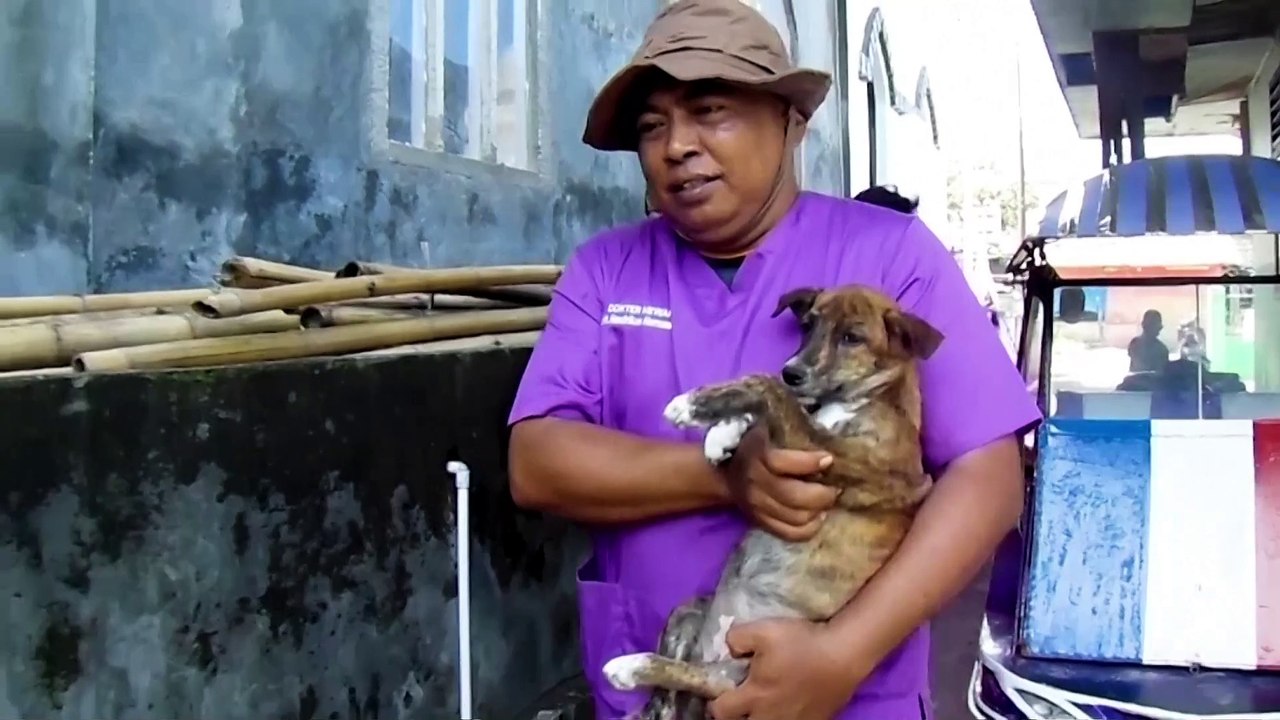 Indonesia volunteers rescue animals as volcano erupts