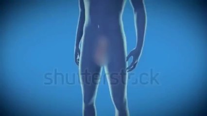 Human reproduction system.