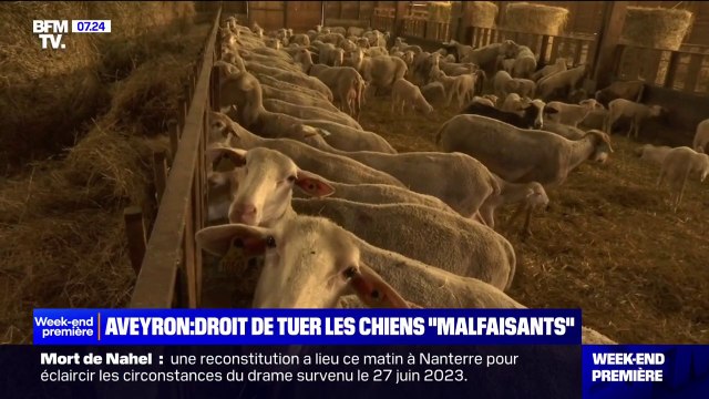 Les associations de protection des animaux vent debout après la décision de la préfecture de l'Aveyron d'autoriser l'abattage de chiens errants pendant un mois
