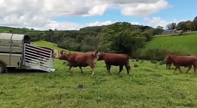 Samson, a breeding bull for hire, is greeted by a pasture full of cows