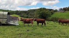 Samson, a breeding bull for hire, is greeted by a pasture full of cows