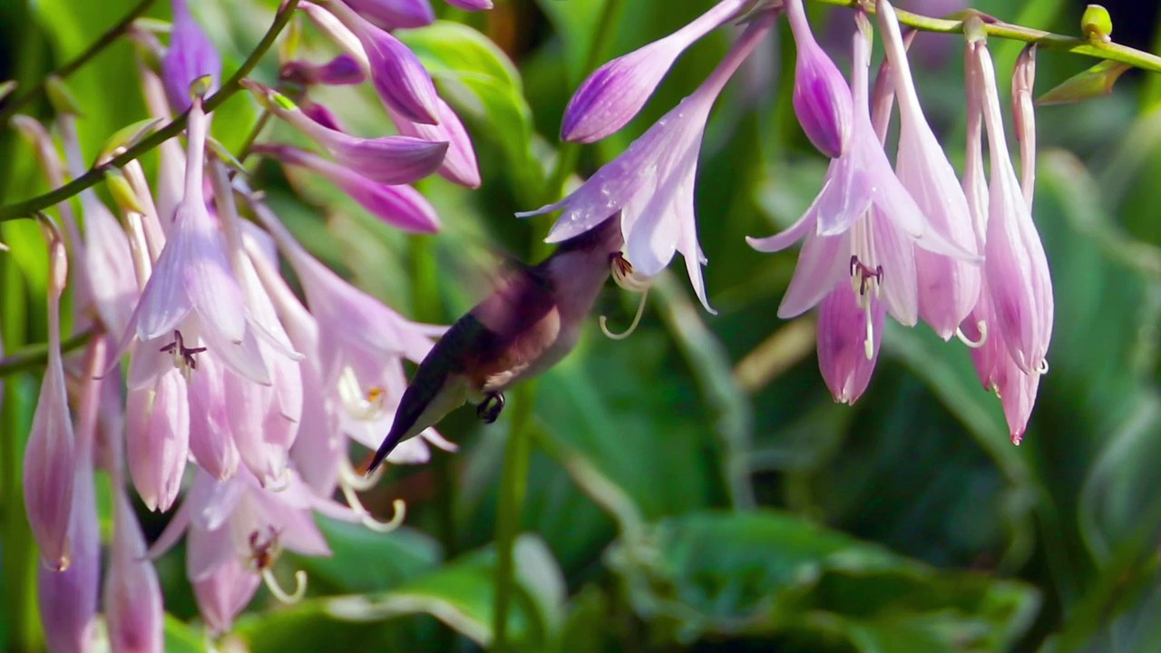 Female RubyThroated Hummingbird Feeding