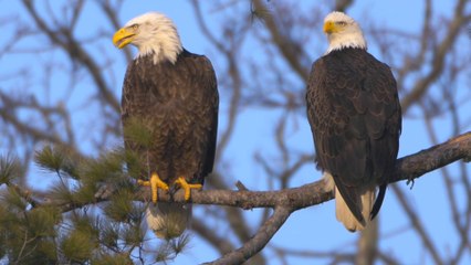 Bald Eagles Mating off QEW Expressway near Toronto