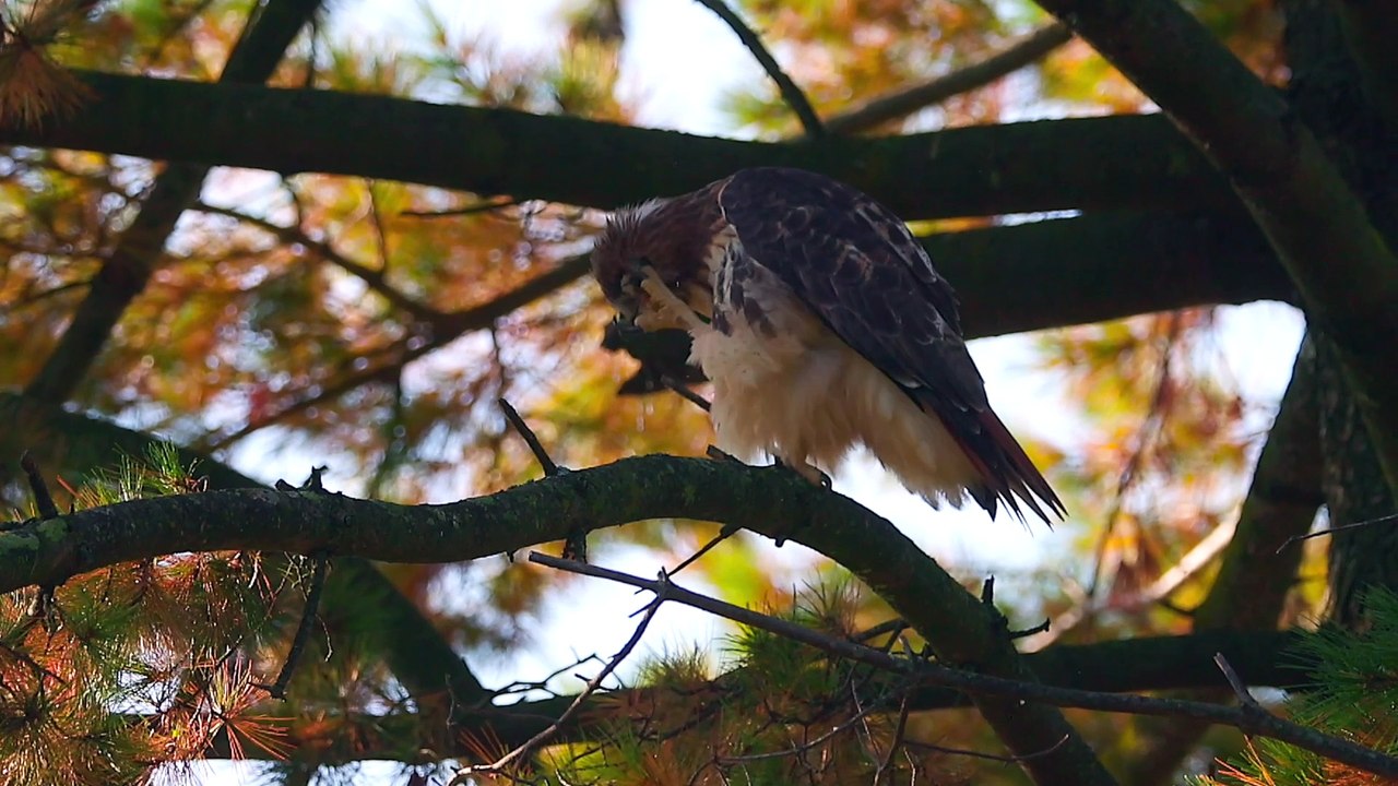 Red-Tailed Hawk Scratching - video Dailymotion