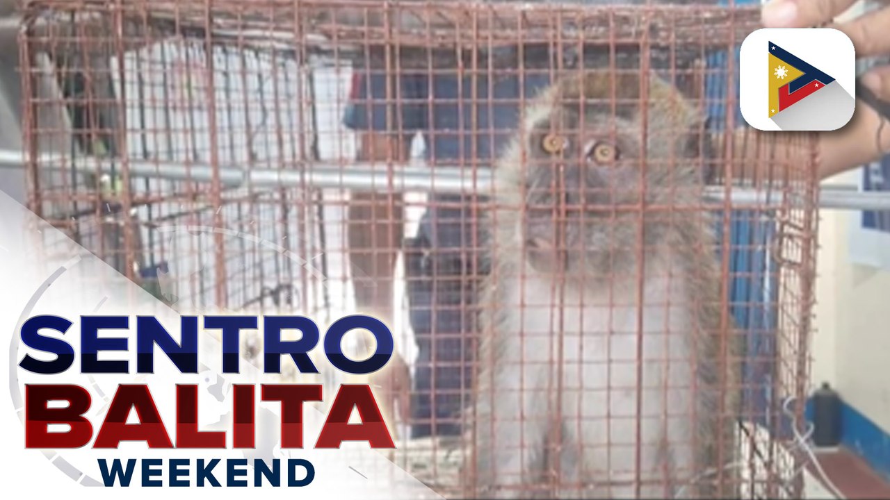 DENR, nanawagan sa publiko na 'wag gawing pet ang mga wild animals