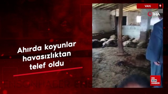 Van’ın Erciş ilçesinde ahırda havasız kalan koyunlar telef oldu