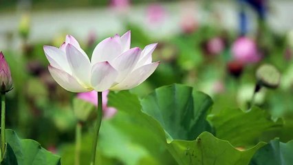 The Beautiful World - enjoy every moment of it - don't regret anything