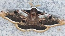 Çanakkale'de görülen tavus kelebeğin kanatlarındaki sır...