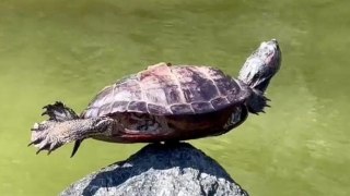 Amazing moment a turtle balances hands free on a rock