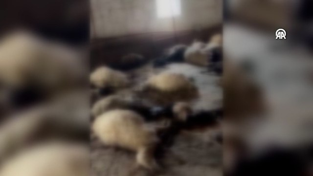 Ahırda havasız kalan küçükbaş hayvanlar telef oldu