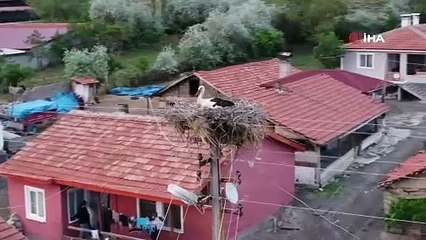 Dron gören leylek ne yapacağını şaşırdı