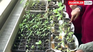 Amasya'da Okulda Ata Tohumları Üretiliyor
