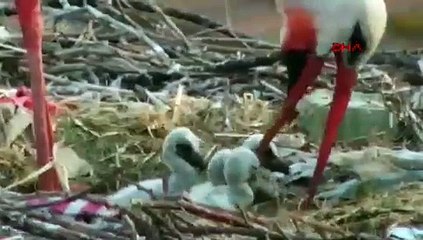 Yaren leylek ile eşi Nazlı’nın dört yavrusu oldu