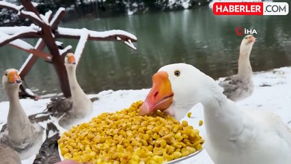 Gümüşhane'nin yüksek kesimleri Mayıs'ta beyaza büründü