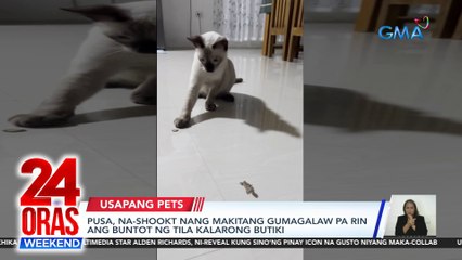Pusa, na-shookt nang makitang gumagalaw pa rin ang buntot ng tila kalarong butiki | 24 Oras Weekend