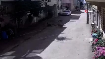 Bursa’da 3 sokak köpeği çocuklara saldırdı