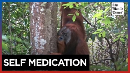 Orangutan seen treating wound with medicinal plants