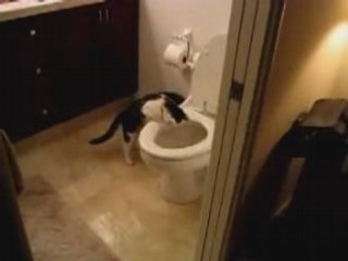chat qui tire la chasse d'eau