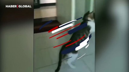 Aynadaki yansımasına meydan okuyan kedi ilgi odağı haline geldi