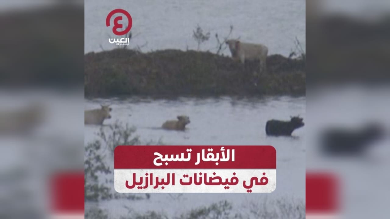 الأبقار تسبح في فيضانات البرازيل