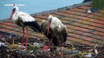 Balıkçı Adem'in sadık dostları olmuşlardı! Yaren ile Nazlı'nın evlat sevgisi kameraya yansıdı