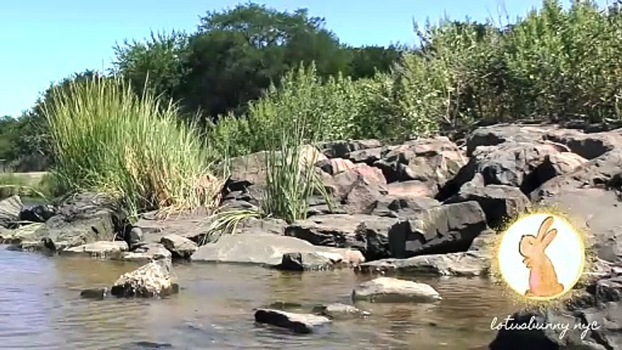 Relax and Meditate with us at Lemon Creek, NYC!