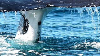 Reconocen a las ballenas como personas jurídicas | La buena noticia