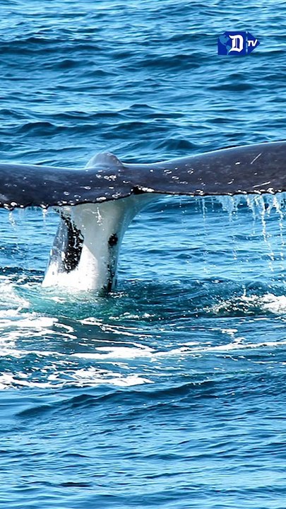 Reconocen a las ballenas como personas jurídicas | La buena noticia