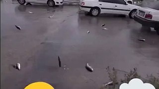 En Iran il pleut des poissons