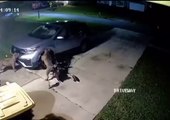 2 chiens démontent une voiture pour attraper un chat caché dans le moteur