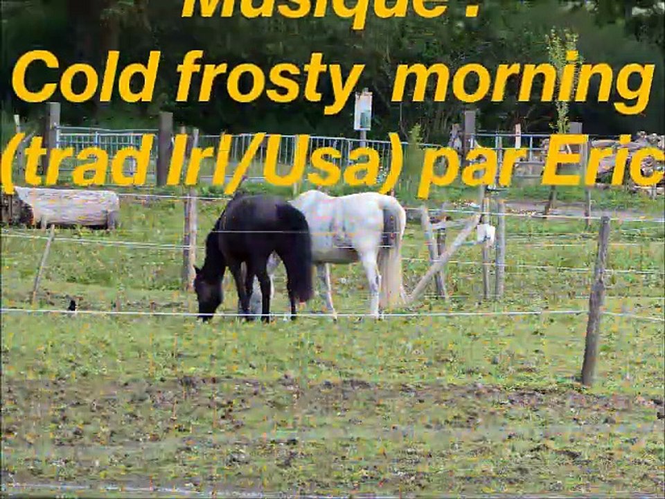 Chevaux et poneys