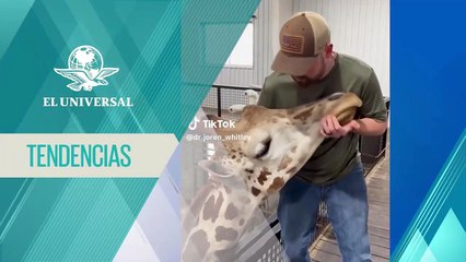 ¿Quiropráctico de jirafas? Doctor se vuelve viral en redes sociales