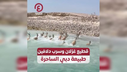 قطيع غزلان وسرب دلافين .. طبيعة دبي الساحرة