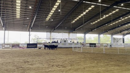 Joe Leven of Cabra Glebe Working Dogs working Cabra Glebe Liz, which sold for $40,000
