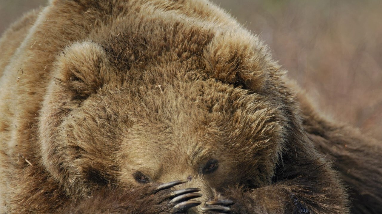 Terre des Ours
