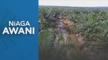 Niaga AWANI: Niaga hadapan MSM diniaga pada kecendderungan meningkat menjelang data tanaman utama dikeluarkan minggu ini