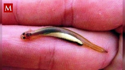 El pez vampiro es considerado un riesgo para los humanos debido a la forma en que se alimenta