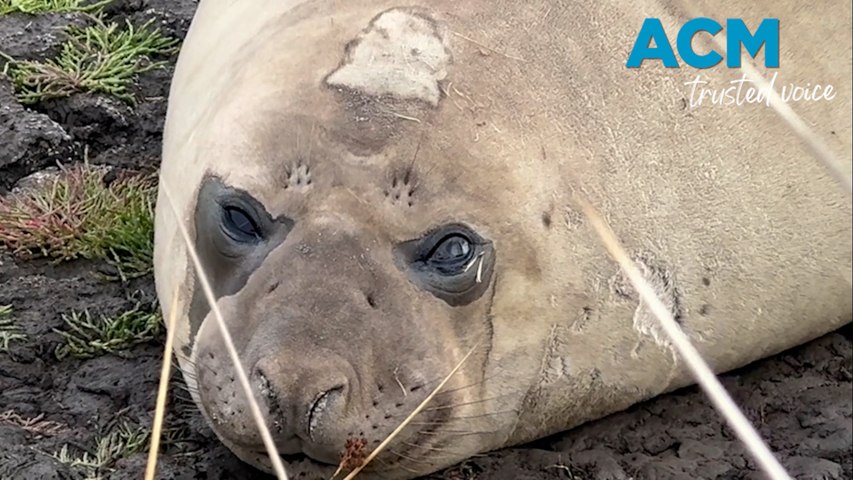Tasmania's love for a star southern elephant seal named Neil could be doing him more harm than good. The three-and-a-half-year-old mammal has attracted viral social media attention for his regular forays in coastal towns and love of a scratch on a witches hat. Neil recently returned safely to the island state's shores but wildlife authorities are tight-lipped about his location.