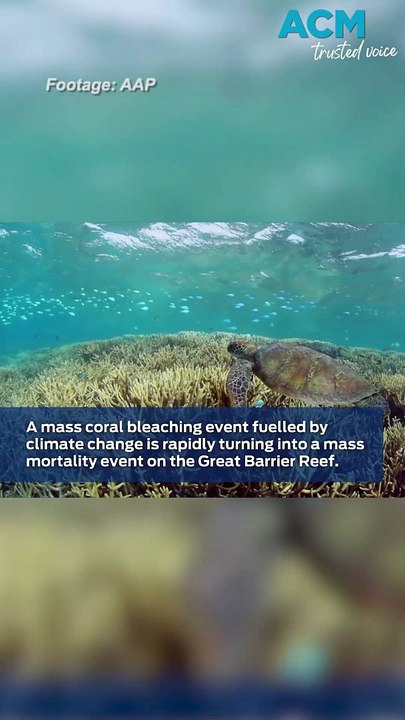 Great Barrier Reef in crisis: scientists despai...