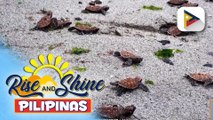 83 bagong pisang pawikan, pinakawalan sa karagatan ng Gen. Santos City