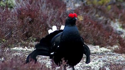 The Black Grouse: Close Up HD Footage (Tetrao tetrix)