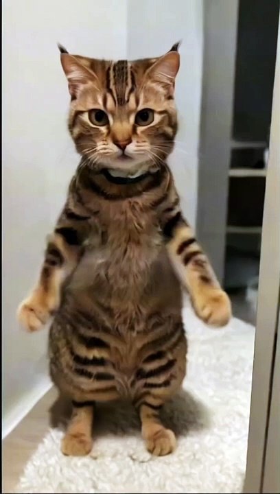 Kittens Cute Moments