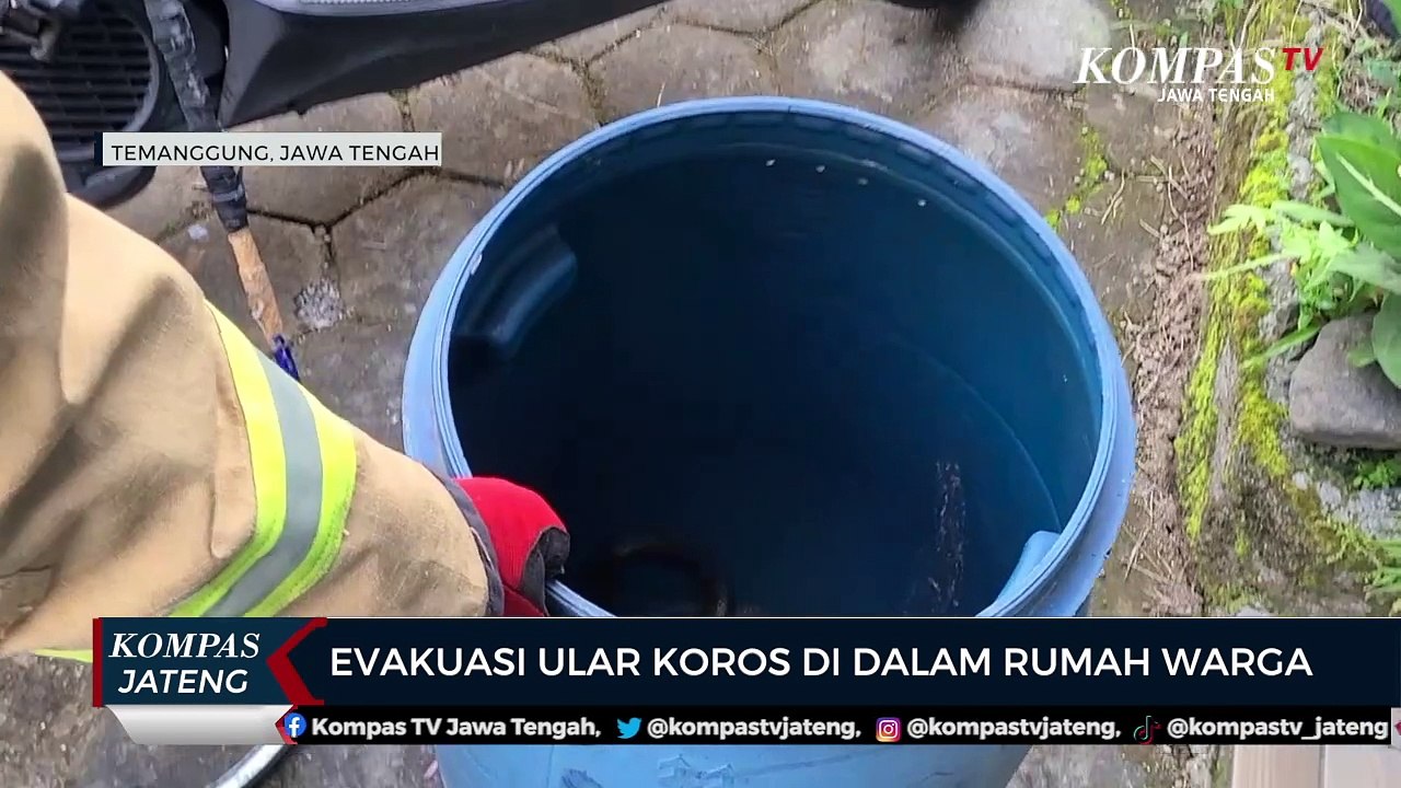 Evakuasi Ular Koros di Dalam Rumah Warga