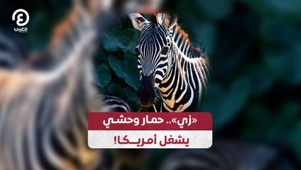 زي.. حمار وحشي يشغل أمريكا!