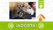 ¡Abandonados en una caja! Siete cachorritos recién nacidos buscan hogar