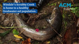 Scrubby Creek Windale