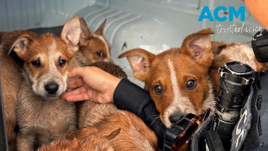 The eight-week-old puppies were found near the Port River in Adelaide on Easter Saturday, March 30, 2024.