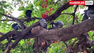 Binlerce kuşun bulunduğu Atatürk Parkı çocuklu ailelerin vazgeçilmezi oldu